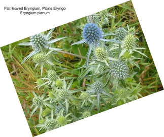 Flat-leaved Eryngium, Plains Eryngo Eryngium planum