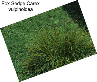 Fox Sedge Carex vulpinoidea