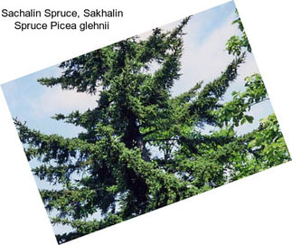 Sachalin Spruce, Sakhalin Spruce Picea glehnii