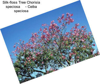 Silk-floss Tree Chorisia speciosa     - Ceiba speciosa