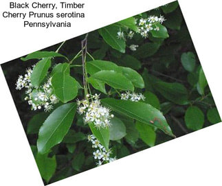 Black Cherry, Timber Cherry Prunus serotina    Pennsylvania