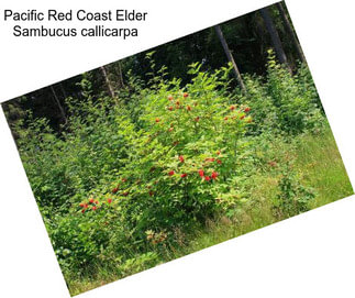 Pacific Red Coast Elder Sambucus callicarpa