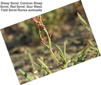 Sheep Sorrel, Common Sheep Sorrel, Red Sorrel, Sour Weed, Field Sorrel Rumex acetosella