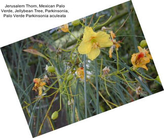 Jerusalem Thorn, Mexican Palo Verde, Jellybean Tree, Parkinsonia, Palo Verde Parkinsonia aculeata