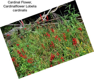 Cardinal Flower, Cardinalflower Lobelia cardinalis