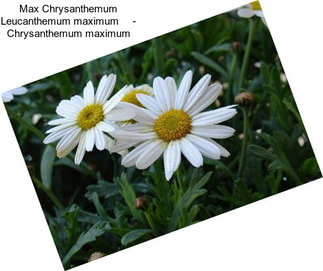 Max Chrysanthemum Leucanthemum maximum     - Chrysanthemum maximum