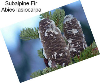 Subalpine Fir Abies lasiocarpa