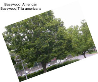Basswood, American Basswood Tilia americana