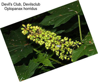 Devil\'s Club, Devilsclub Oplopanax horridus