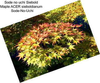 Sode no uchi Siebold Maple ACER sieboldianum   Sode-No-Uchi