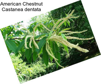 American Chestnut Castanea dentata