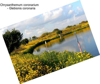 Chrysanthemum coronarium     - Glebionis coronaria