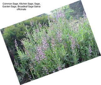 Common Sage, Kitchen Sage, Sage, Garden Sage, Broadleaf Sage Salvia officinalis