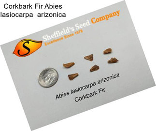 Corkbark Fir Abies lasiocarpa  arizonica