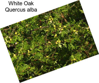 White Oak Quercus alba