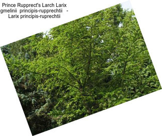 Prince Rupprect\'s Larch Larix gmelinii  principis-rupprechtii   - Larix principis-ruprechtii