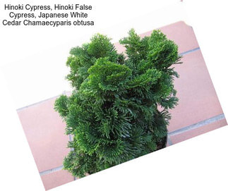 Hinoki Cypress, Hinoki False Cypress, Japanese White Cedar Chamaecyparis obtusa