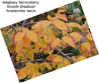 Alleghany Serviceberry, Smooth Shadbush Amelanchier laevis