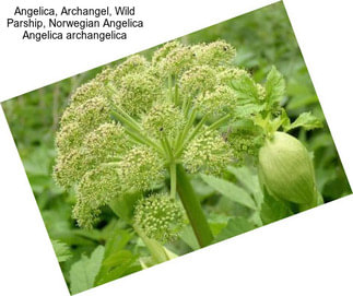 Angelica, Archangel, Wild Parship, Norwegian Angelica Angelica archangelica