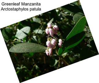 Greenleaf Manzanita Arctostaphylos patula