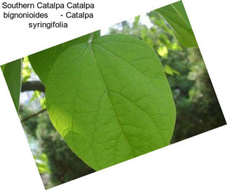 Southern Catalpa Catalpa bignonioides     - Catalpa syringifolia