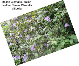 Italian Clematis, Italian Leather Flower Clematis viticella