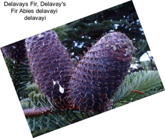 Delavays Fir, Delavay\'s Fir Abies delavayi  delavayi