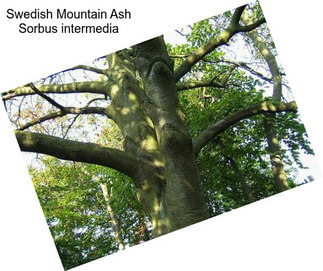 Swedish Mountain Ash Sorbus intermedia