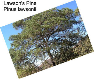 Lawson\'s Pine Pinus lawsonii