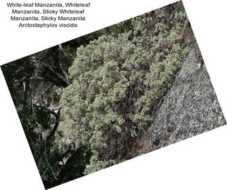 White-leaf Manzanita, Whiteleaf Manzanita, Sticky Whiteleaf Manzanita, Sticky Manzanita Arctostaphylos viscida