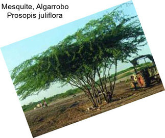 Mesquite, Algarrobo Prosopis juliflora