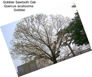 Gobbler Sawtooth Oak Quercus acutissima   Gobbler