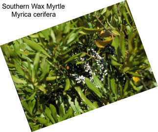 Southern Wax Myrtle Myrica cerifera
