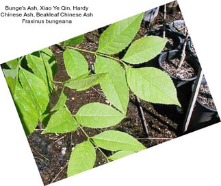 Bunge\'s Ash, Xiao Ye Qin, Hardy Chinese Ash, Beakleaf Chinese Ash Fraxinus bungeana