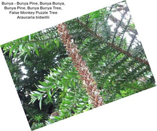 Bunya - Bunya Pine, Bunya Bunya, Bunya Pine, Bunya Bunya Tree, False Monkey Puzzle Tree Araucaria bidwillii