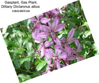 Gasplant, Gas Plant, Dittany Dictamnus albus  caucasicus