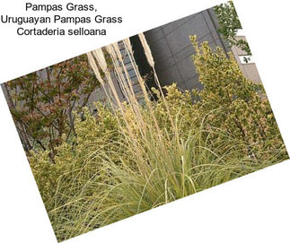 Pampas Grass, Uruguayan Pampas Grass Cortaderia selloana