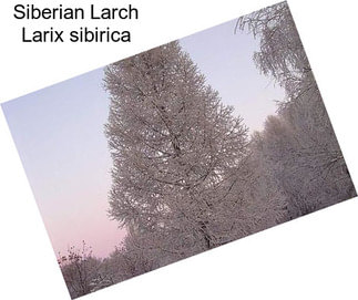 Siberian Larch Larix sibirica