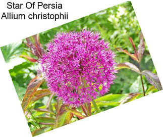 Star Of Persia Allium christophii