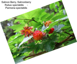 Salmon Berry, Salmonberry Rubus spectabilis     - Parmena spectabilis
