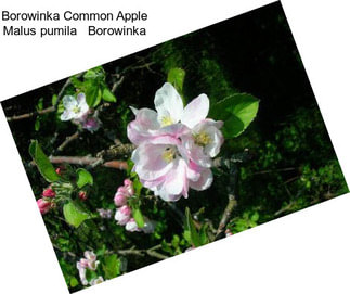 Borowinka Common Apple Malus pumila   Borowinka