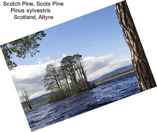 Scotch Pine, Scots Pine Pinus sylvestris    Scotland, Altyre