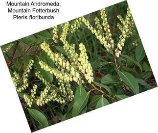 Mountain Andromeda, Mountain Fetterbush Pieris floribunda