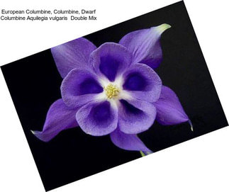 European Columbine, Columbine, Dwarf Columbine Aquilegia vulgaris  Double Mix