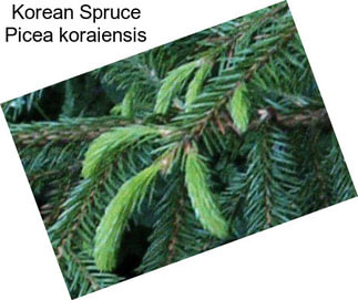 Korean Spruce Picea koraiensis