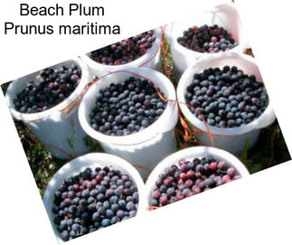 Beach Plum Prunus maritima