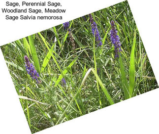 Sage, Perennial Sage, Woodland Sage, Meadow Sage Salvia nemorosa