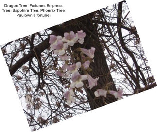 Dragon Tree, Fortunes Empress Tree, Sapphire Tree, Phoenix Tree Paulownia fortunei