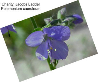 Charity, Jacobs Ladder Polemonium caeruleum