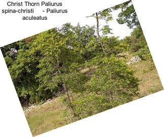 Christ Thorn Paliurus spina-christi     - Paliurus aculeatus